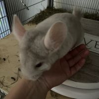 Bébé chinchilla gris #3