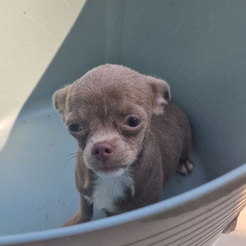 Chiots pl court cherche une famille  pour la vie. #2