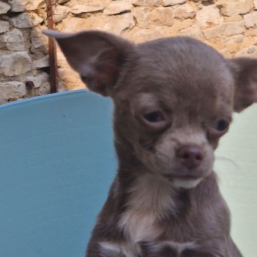 Chiots pl court cherche une famille  pour la vie. #3