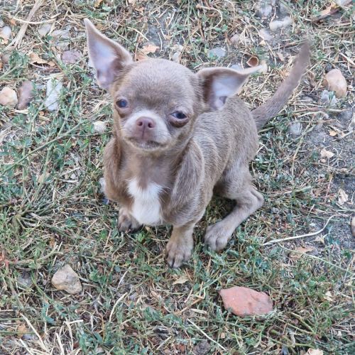 Chiots pl court cherche une famille  pour la vie. #6