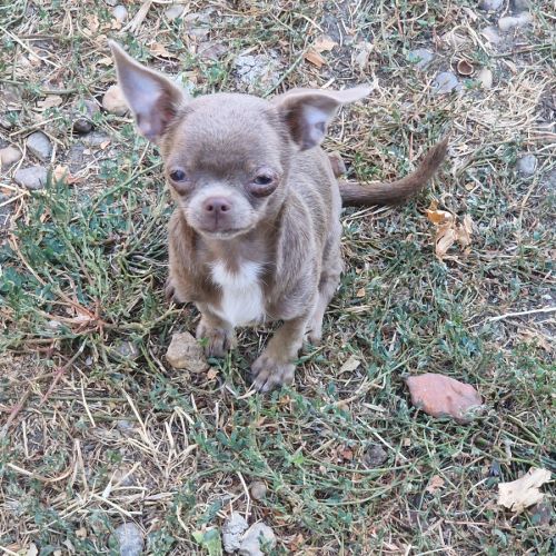 Chiots pl court cherche une famille  pour la vie. #7