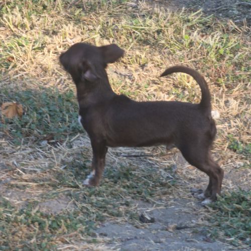 Chiots pl court cherche une famille  pour la vie. #8