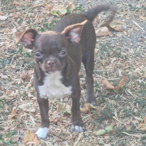 Chiots pl court cherche une famille  pour la vie. #9