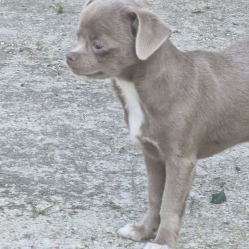 Chiots pl court cherche une famille  pour la vie.