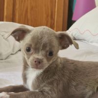 Chiots pl court cherche une famille  pour la vie. #1