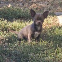 Chiots pl court cherche une famille  pour la vie. #4