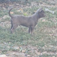 Chiots pl court cherche une famille  pour la vie. #5