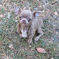 Chiots pl court cherche une famille  pour la vie. #6