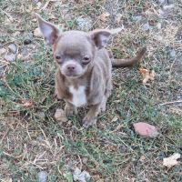 Chiots pl court cherche une famille  pour la vie. #7
