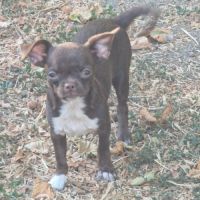 Chiots pl court cherche une famille  pour la vie. #9