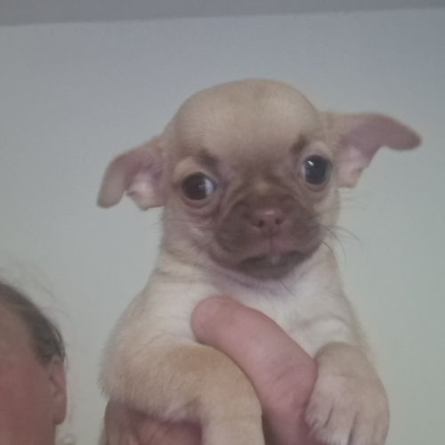 Magnifique chihuahua non lof #2