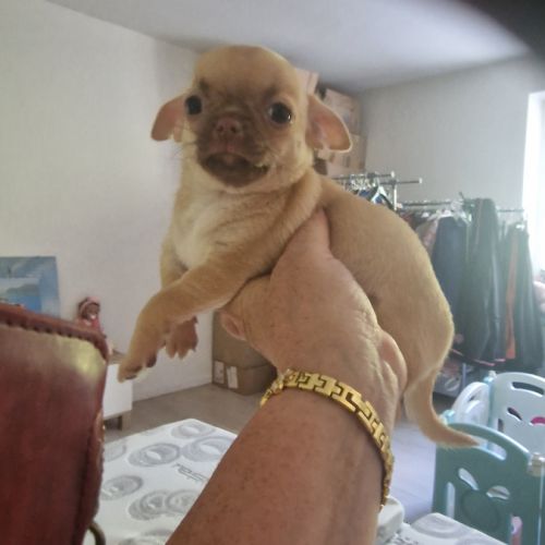 Magnifique chihuahua non lof #3