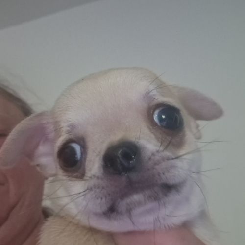 Magnifique chihuahua non lof #0