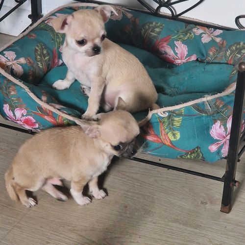 Magnifique chihuahua non lof #6