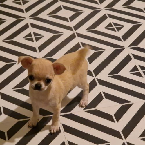 Magnifique chihuahua non lof #9