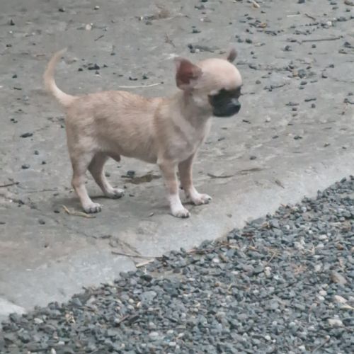 Magnifique chihuahua non lof #10