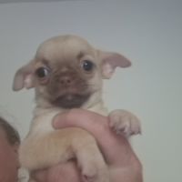 Magnifique chihuahua non lof #1