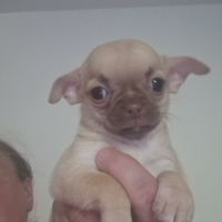 Magnifique chihuahua non lof #2