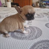 Magnifique chihuahua non lof #5