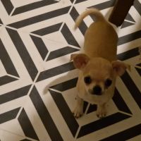 Magnifique chihuahua non lof #7