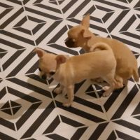 Magnifique chihuahua non lof #8