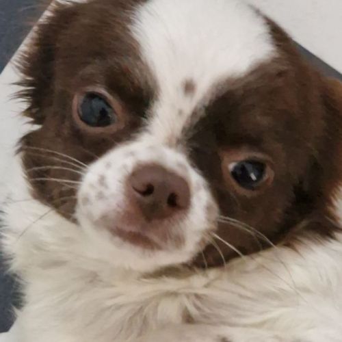 Sublime  chiots pl long  chocolat et blanc #1