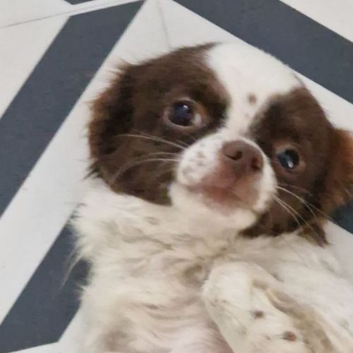 Sublime  chiots pl long  chocolat et blanc #3