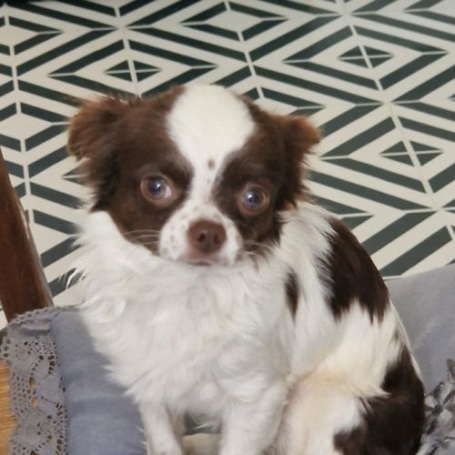 Sublime  chiots pl long  chocolat et blanc