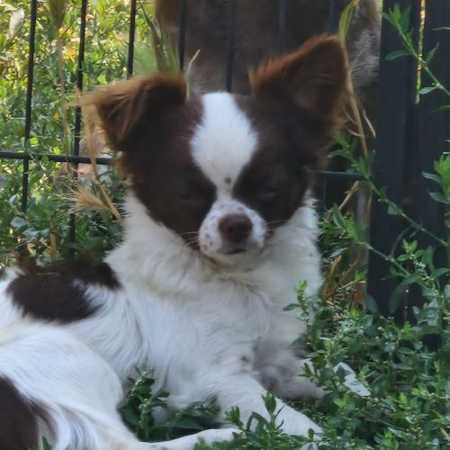 Sublime  chiots pl long  chocolat et blanc #6