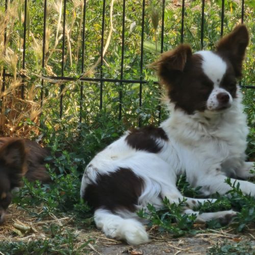 Sublime  chiots pl long  chocolat et blanc #7