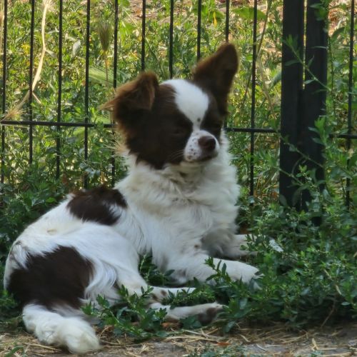 Sublime  chiots pl long  chocolat et blanc #8