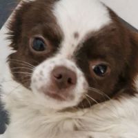 Sublime  chiots pl long  chocolat et blanc #1