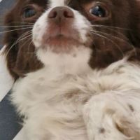 Sublime  chiots pl long  chocolat et blanc #2