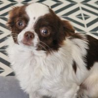 Sublime  chiots pl long  chocolat et blanc #4