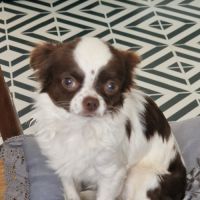 Sublime  chiots pl long  chocolat et blanc