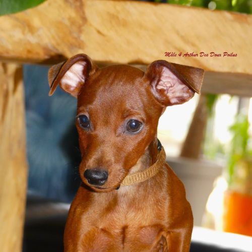 Pinscher nain inscrit au lof #1