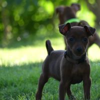 Pinscher nain inscrit au lof