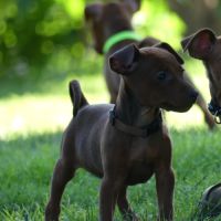 Pinscher nain inscrit au lof #3