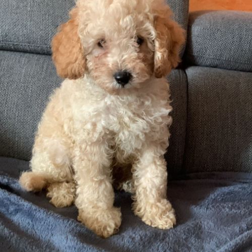 Chiots type caniche #2