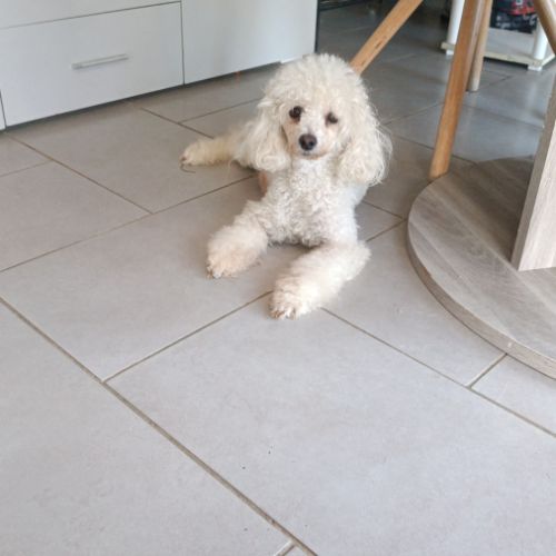 Chiots type caniche #4