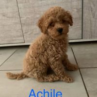 Chiots type caniche #1