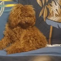 Chiots type caniche #5