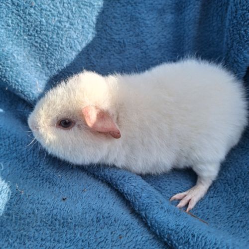 Petit cochon d'inde us teddy pure race #1