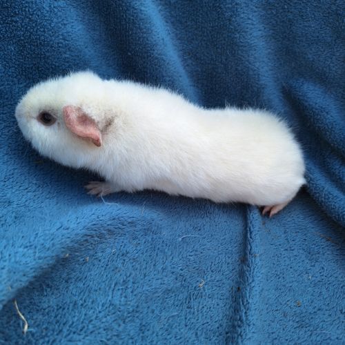 Petit cochon d'inde us teddy pure race #4