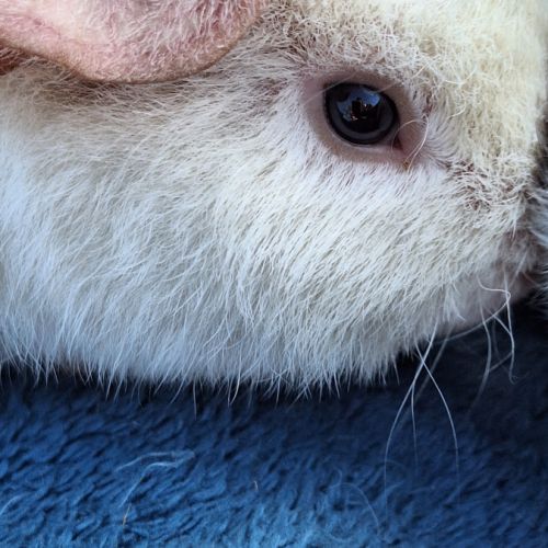 Petit cochon d'inde us teddy pure race #5