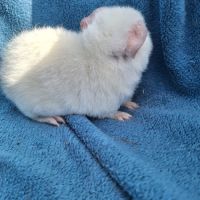 Petit cochon d'inde us teddy pure race #2