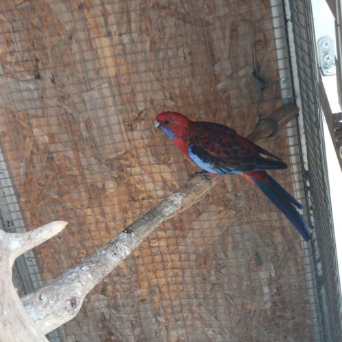 Perruche pennant femelle #1