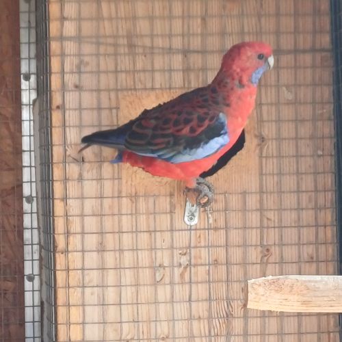 Perruche pennant femelle #4