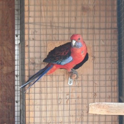 Perruche pennant femelle #5