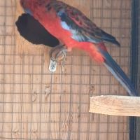 Perruche pennant femelle #0